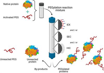 Purification of Modified Therapeutic Proteins Available on the Market: An Analysis of Chromatography-Based Strategies